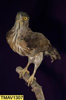 鳳頭蒼鷹藏品圖，第8張